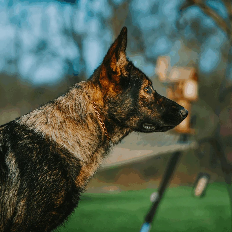 Sprenger hálsól, hringlaga hlekkir, CUROGAN, 3.0 mm - Image 2