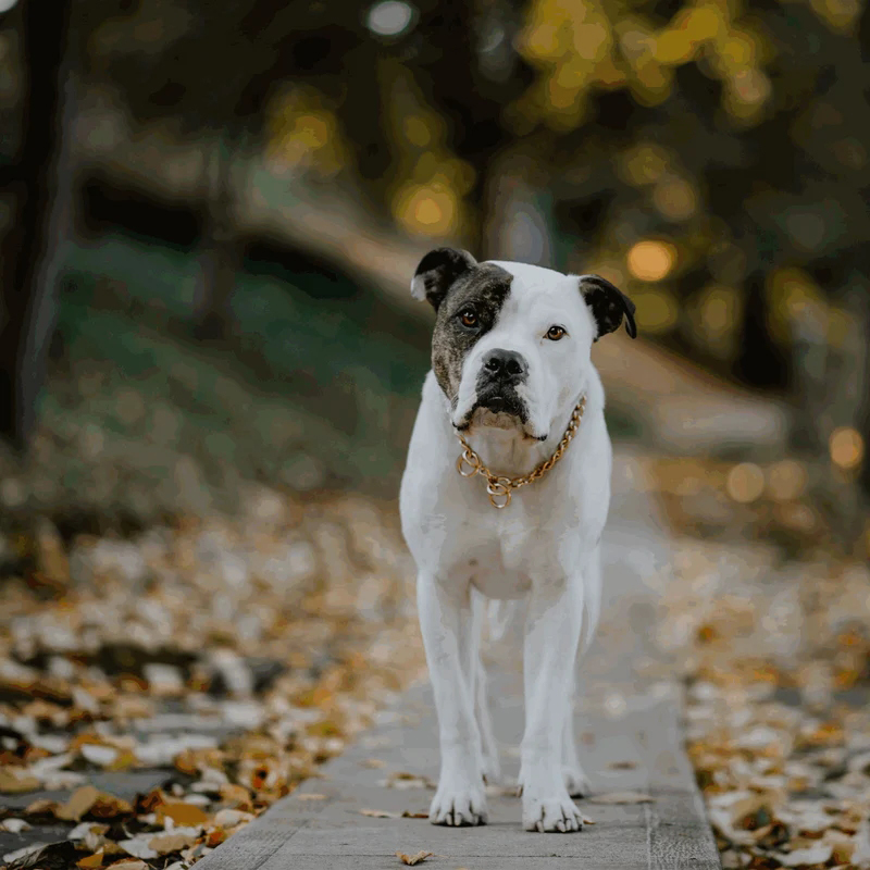 Sprenger hálsól, hringlaga hlekkir, CUROGAN, 3.0 mm - Image 3