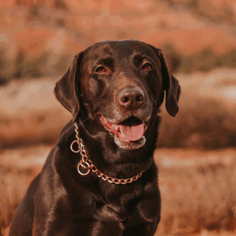 Sprenger hálsól, hringlaga hlekkir, CUROGAN, 3.0 mm - Image 4
