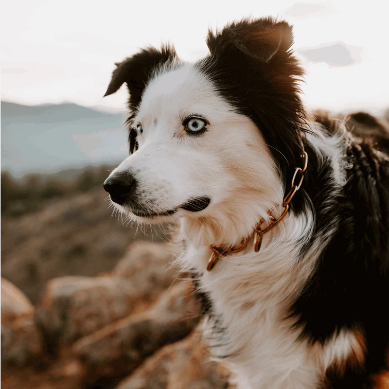 Sprenger hálsól, medium-CUROGAN, 3.0 mm - Image 6