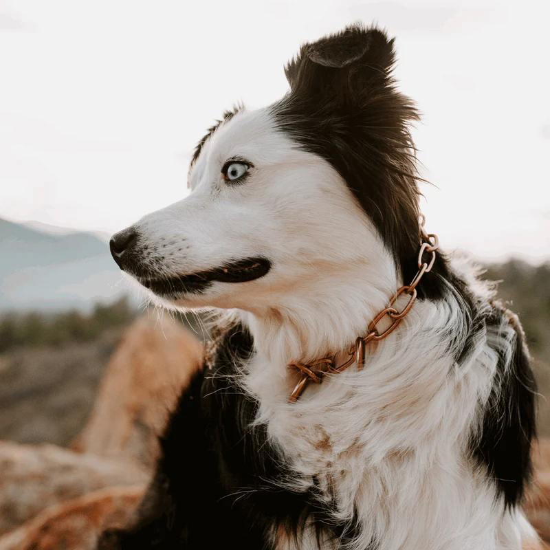 Sprenger hálsól, medium-CUROGAN, 3.0 mm - Image 7