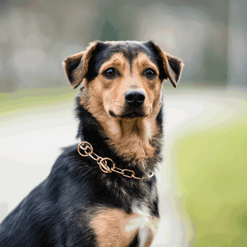 Sprenger hálsól, medium-CUROGAN, 3.0 mm - Image 2