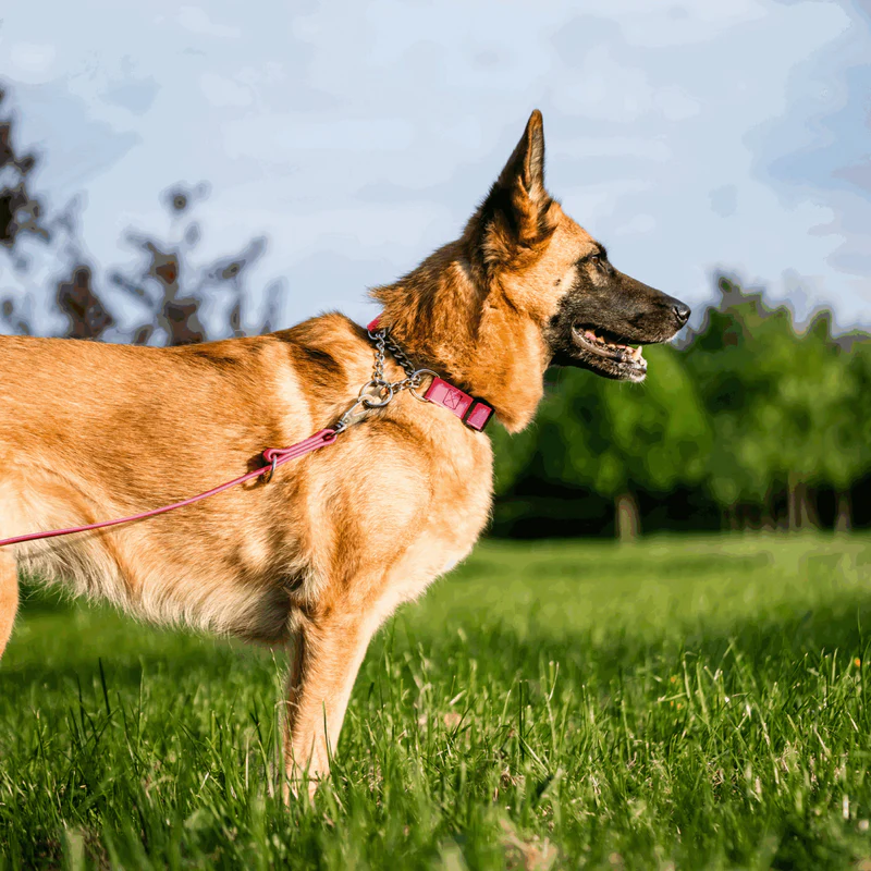 Sprenger- Biothane® Taumur 3 times adjustable, 2.3m - Image 16