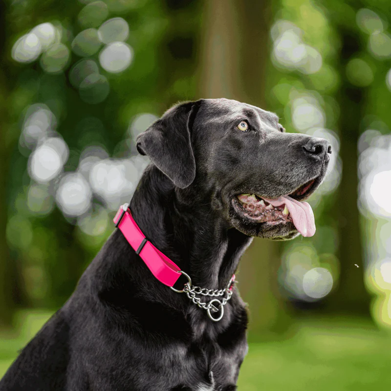 Biothane® Adjustable collar with pull-through chain 40-65cm - Image 2