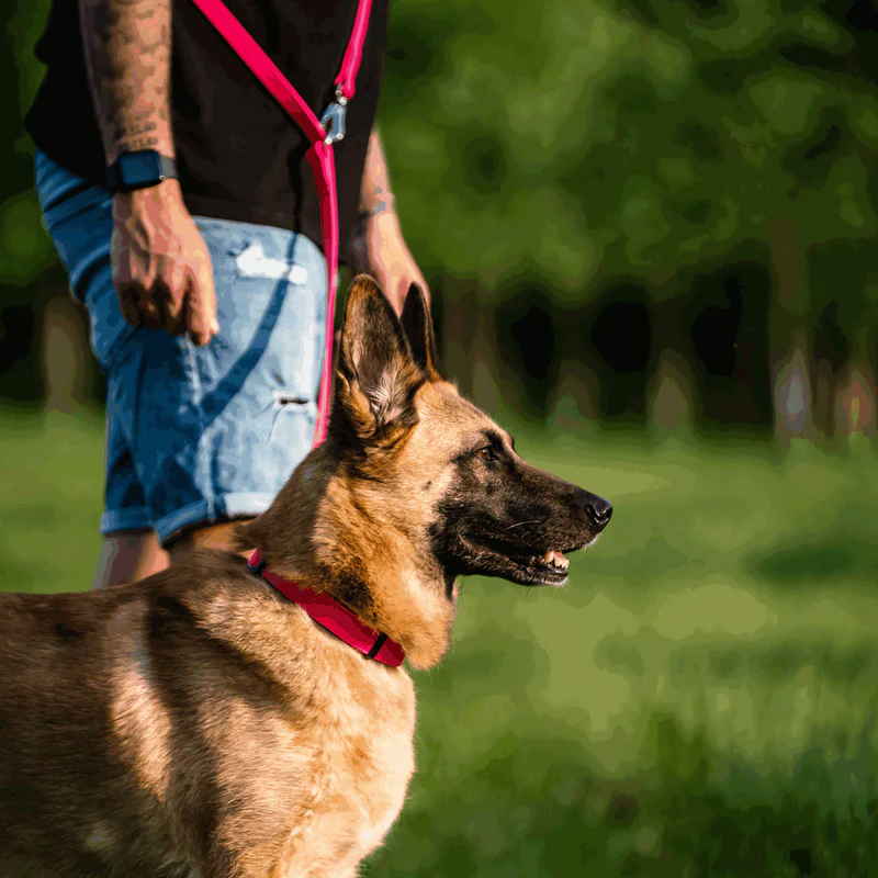 Biothane® Adjustable collar with pull-through chain 40-65cm - Image 4