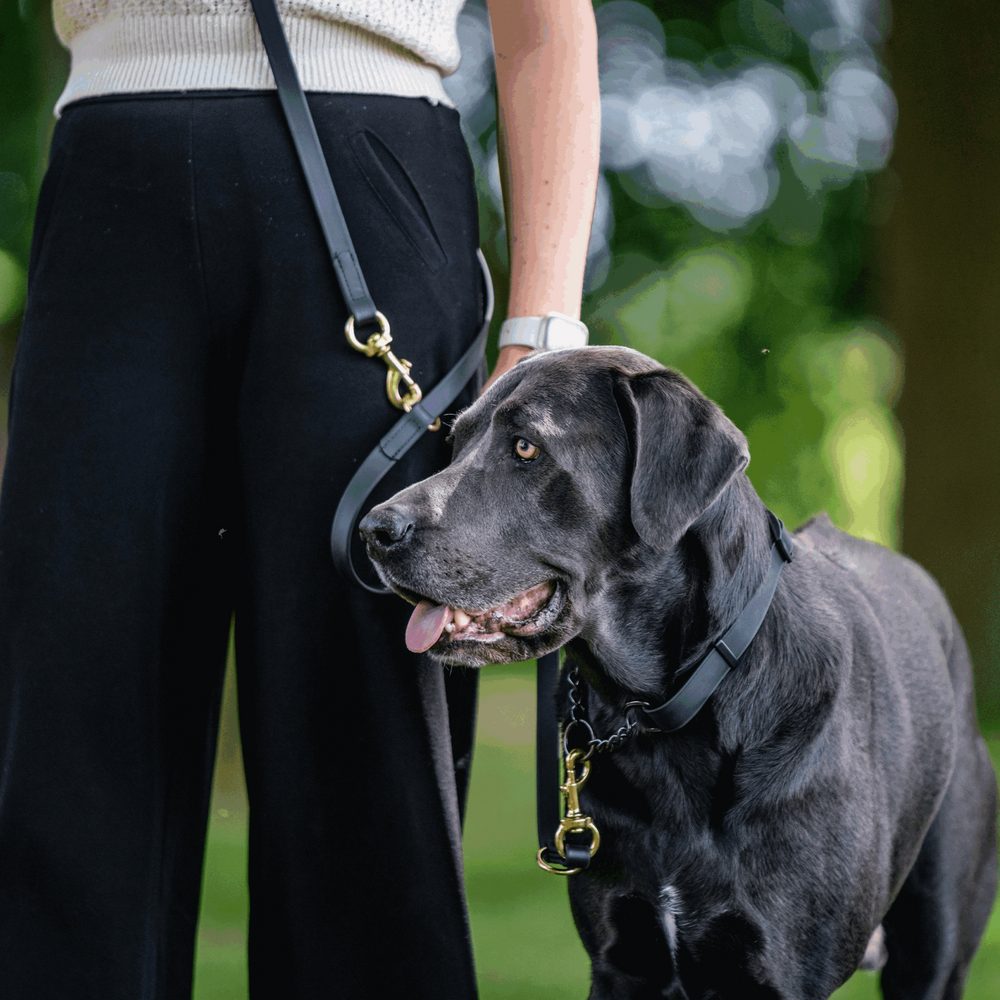 Biothane® Adjustable collar with pull-through black chain 40-65cm - Image 6
