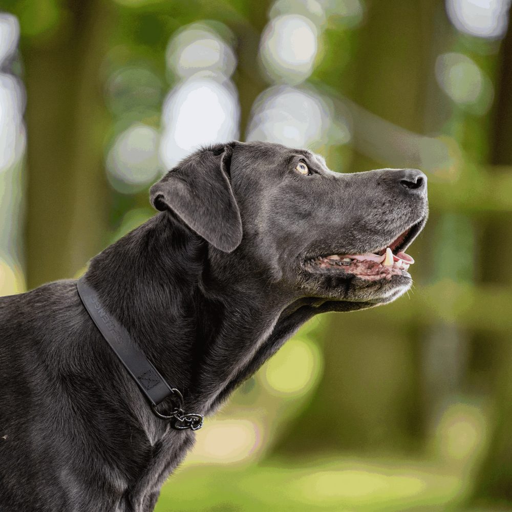 Biothane® Adjustable collar with pull-through black chain 40-65cm - Image 5