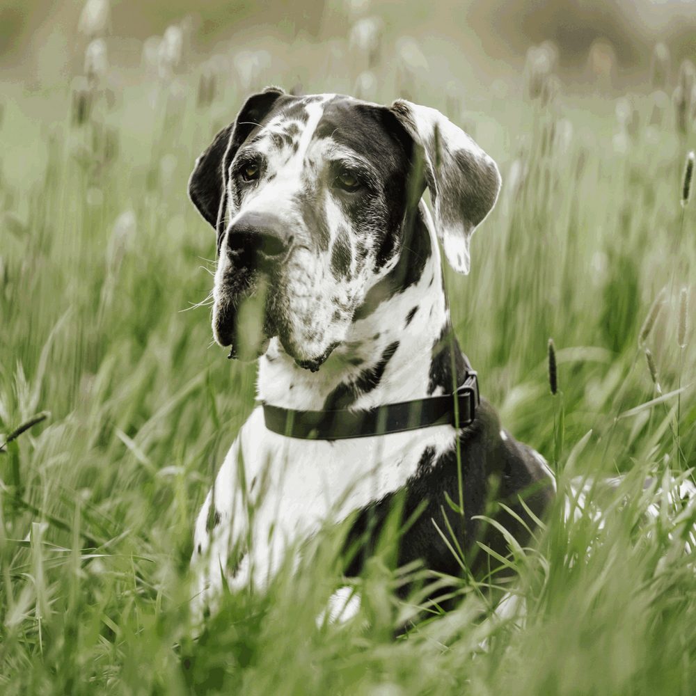 Biothane® Adjustable collar with pull-through black chain 40-65cm - Image 3