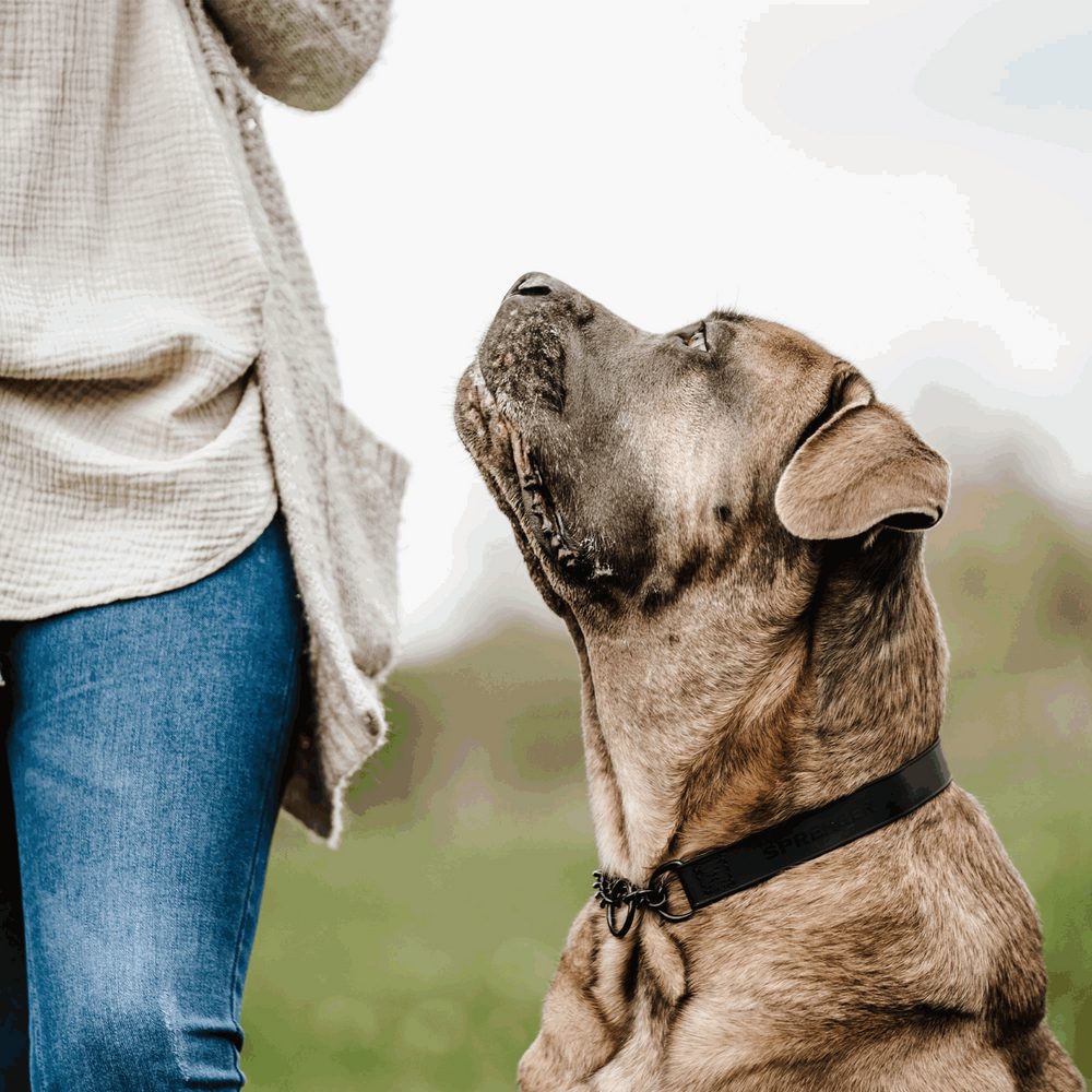 Biothane® Adjustable collar with pull-through black chain 40-65cm - Image 2