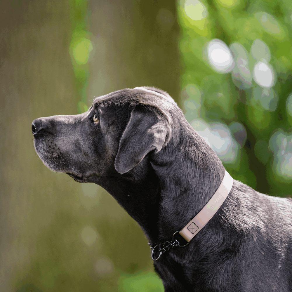 Biothane® Adjustable collar with pull-through black chain 40-65cm - Image 14