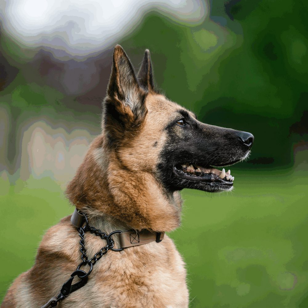 Biothane® Adjustable collar with pull-through black chain 40-65cm - Image 12