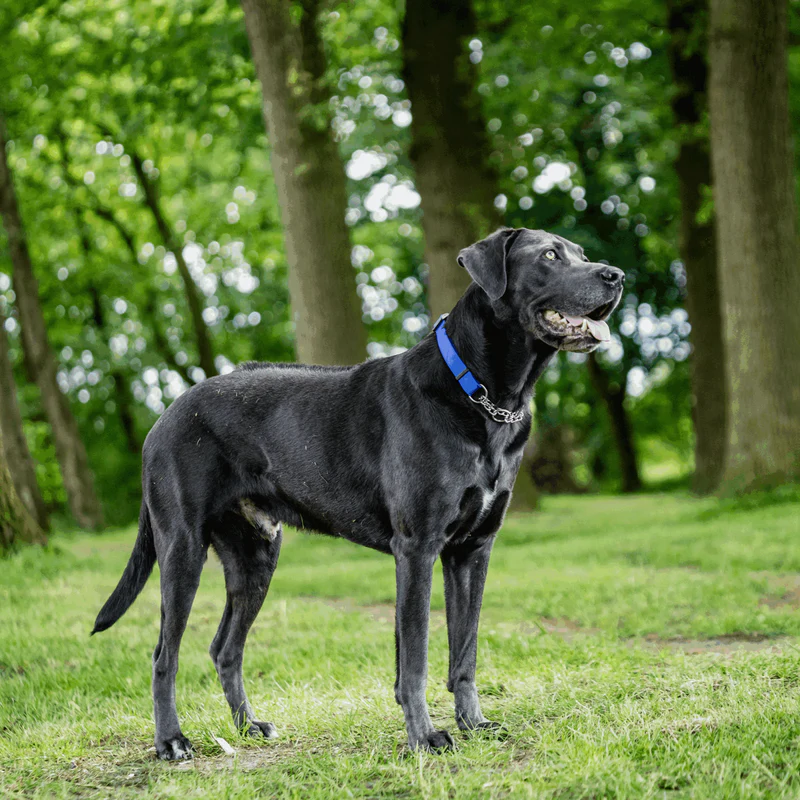 Biothane® Adjustable collar with pull-through chain 40-65cm - Image 10