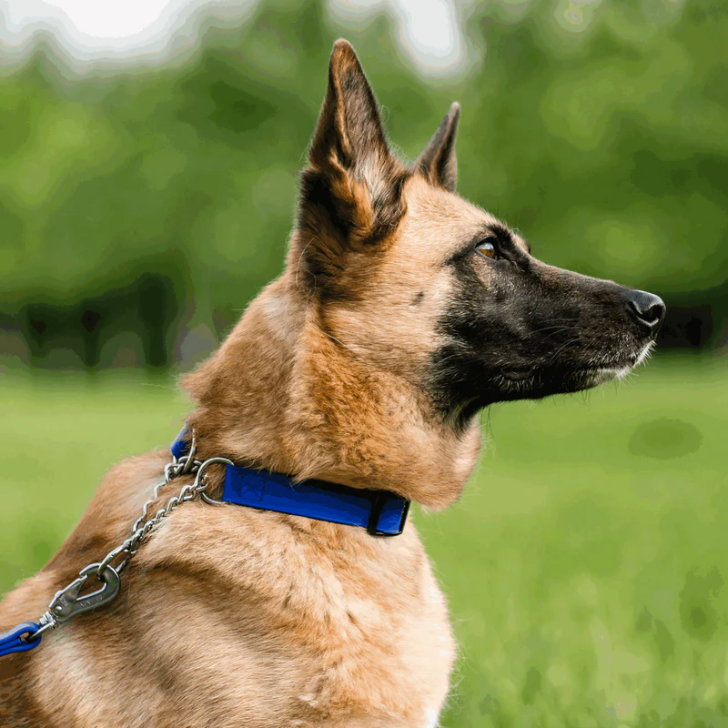 Biothane® Adjustable collar with pull-through chain 40-65cm - Image 8