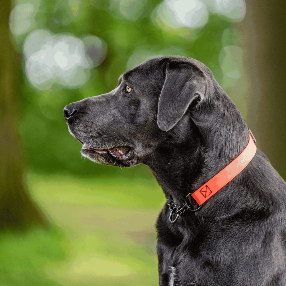 Biothane® Adjustable collar with pull-through black chain 40-65cm - Image 9