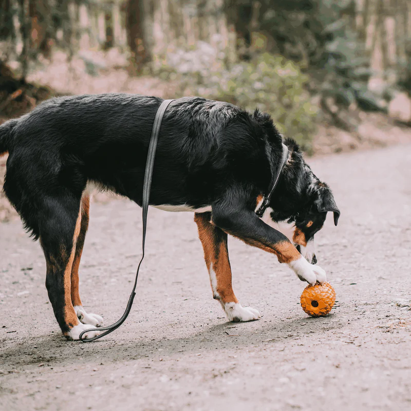 Rubberized leash with hand strap 1.2M - Image 12