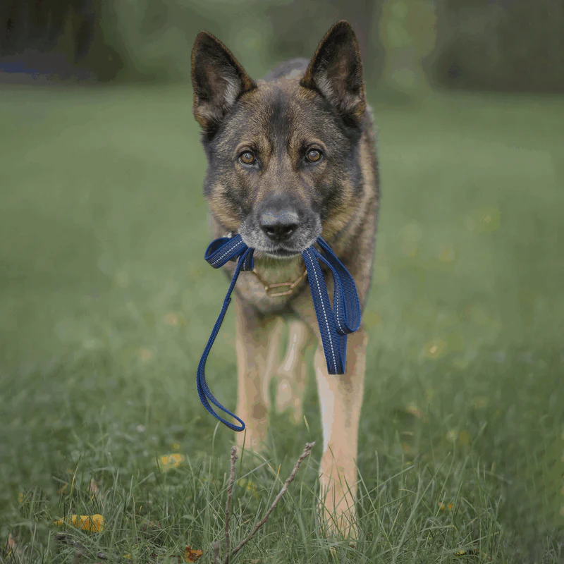 Rubberized leash with hand strap 2M - Image 22