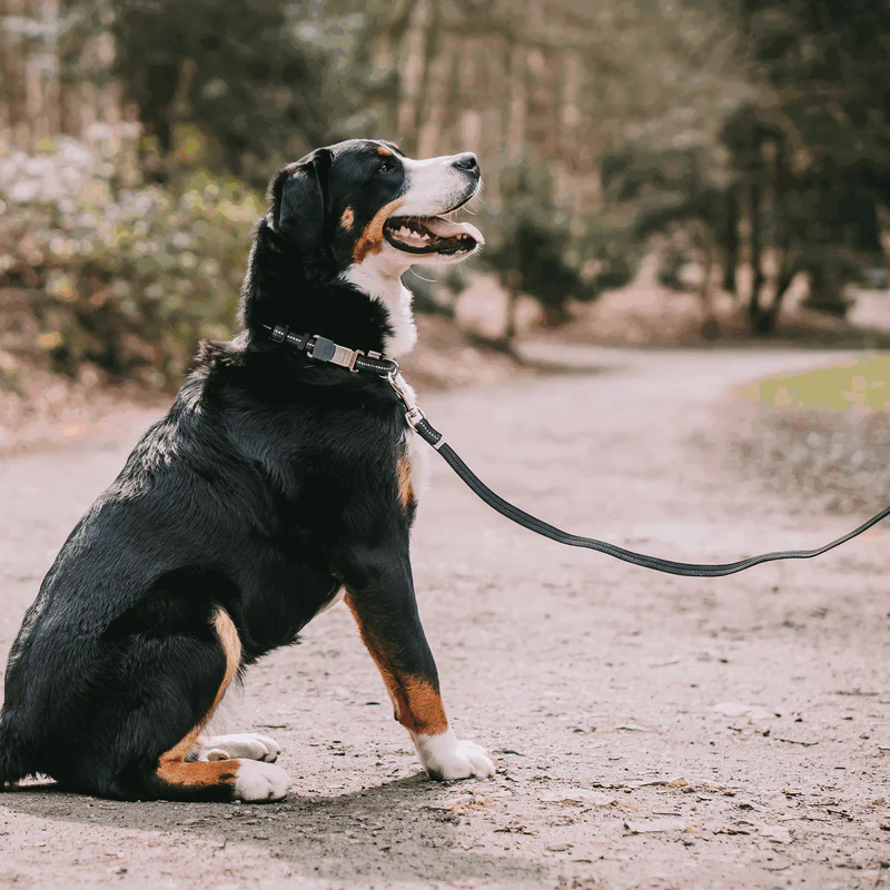 Sporalína án handfangs 10m - Image 31