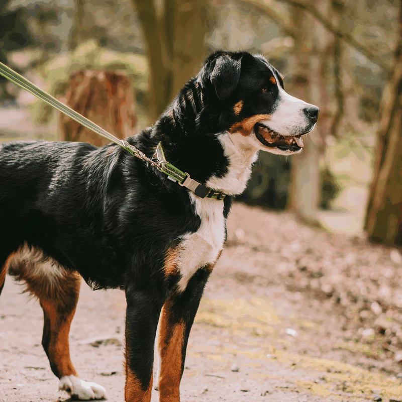 Sporalína án handfangs 10m - Image 26