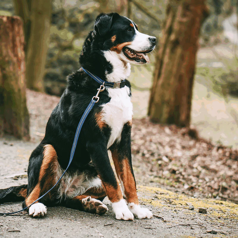 Sporalína án handfangs 10m - Image 19