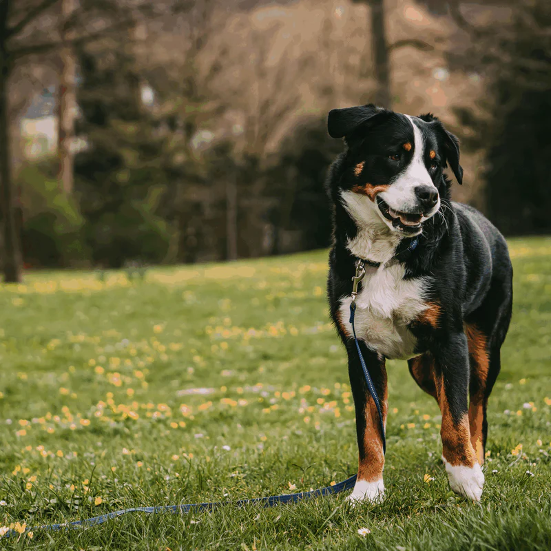 Sporalína án handfangs 10m - Image 18