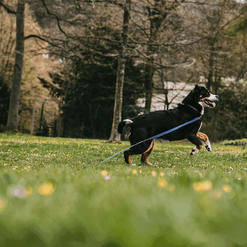 Sporalína án handfangs 10m - Image 17