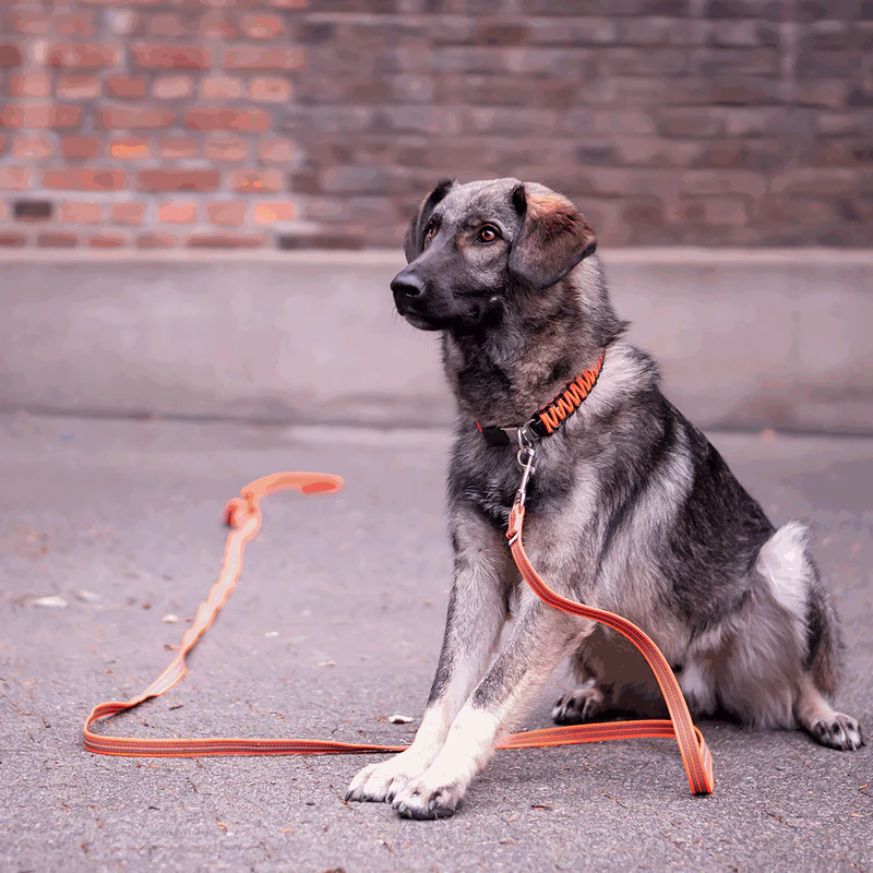 Sporalína án handfangs 10m - Image 6