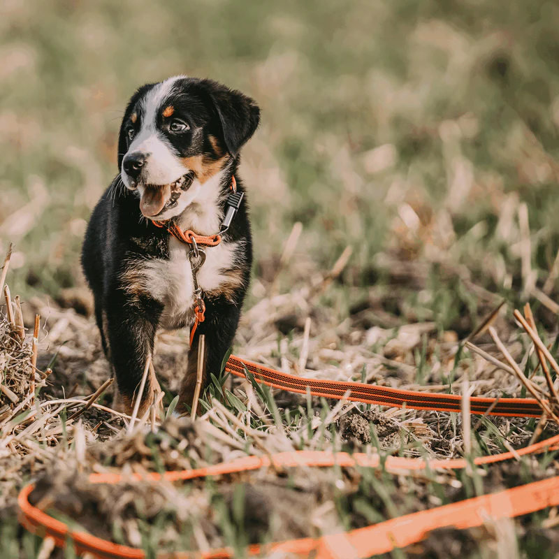 Sporalína án handfangs 10m - Image 2