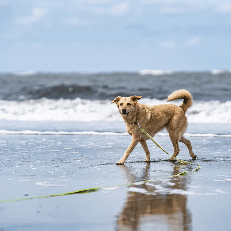 Sporalína án handfangs 10m - Image 12