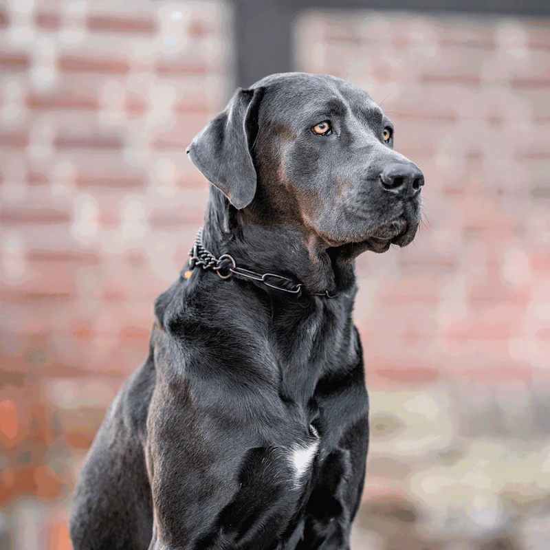 Sprenger hálsól, með takmörkun - Riðfrítt stál svört, 3.0 mm - Image 9