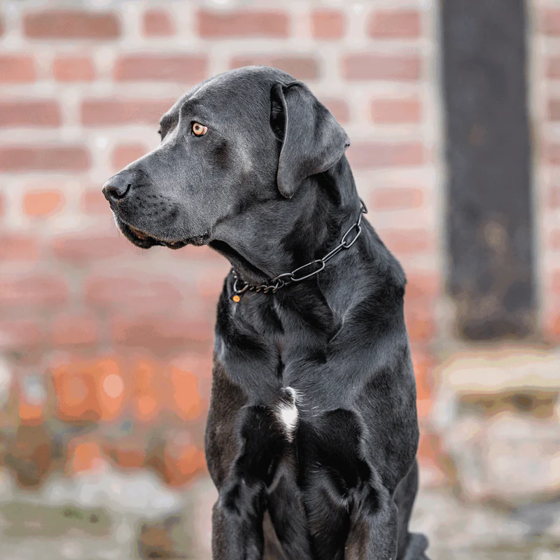 Sprenger hálsól, með takmörkun - Riðfrítt stál svört, 3.0 mm - Image 8