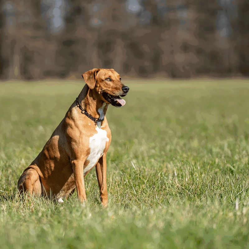 Sprenger hálsól, með takmörkun - Riðfrítt stál svört, 3.0 mm - Image 6