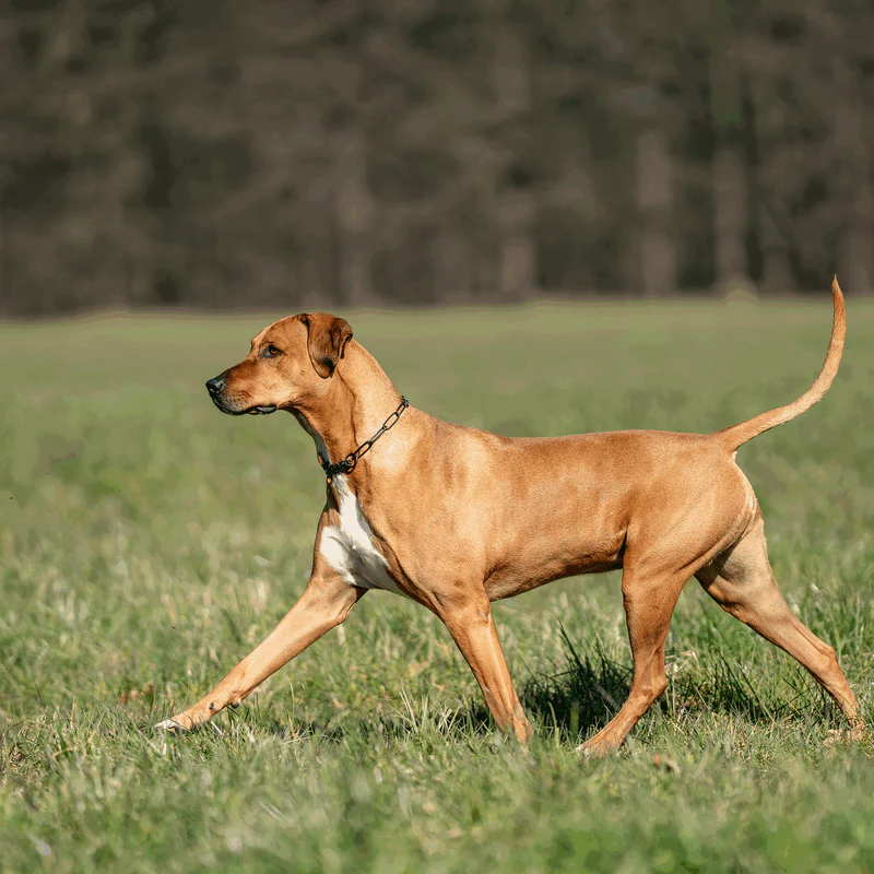 Sprenger hálsól, með takmörkun - Riðfrítt stál svört, 3.0 mm - Image 4