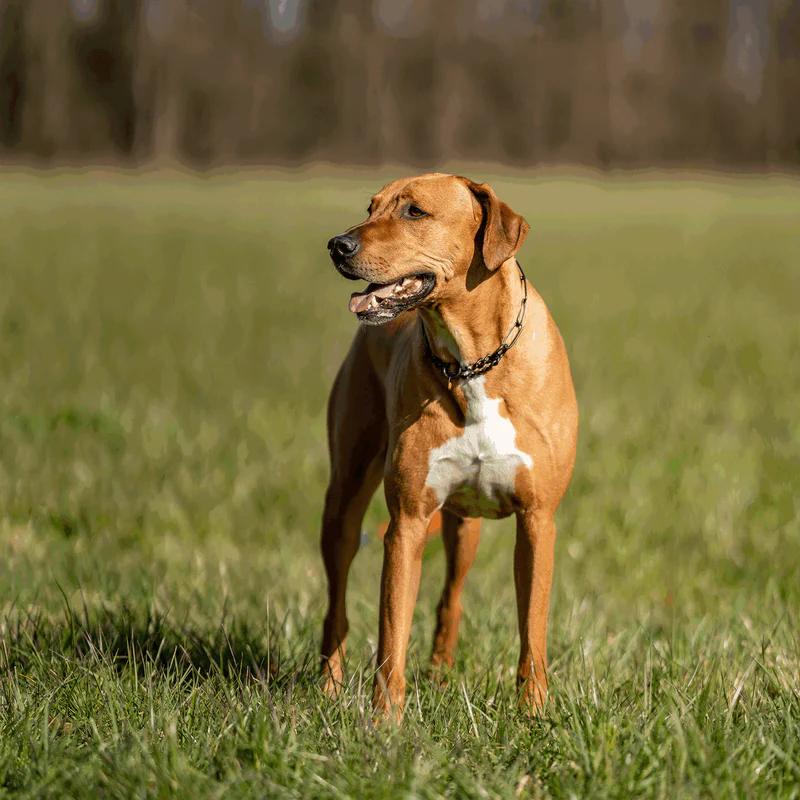 Sprenger hálsól, með takmörkun - Riðfrítt stál svört, 3.0 mm - Image 2