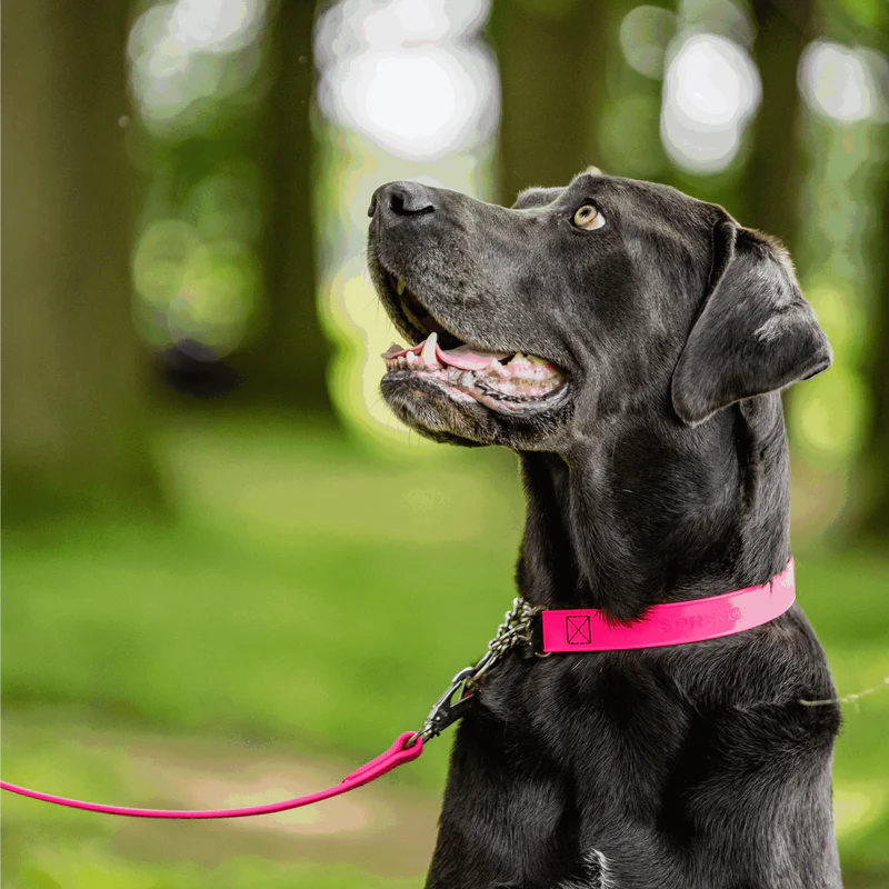 Sprenger- Biothane® Taumur, 1.2m - Image 7