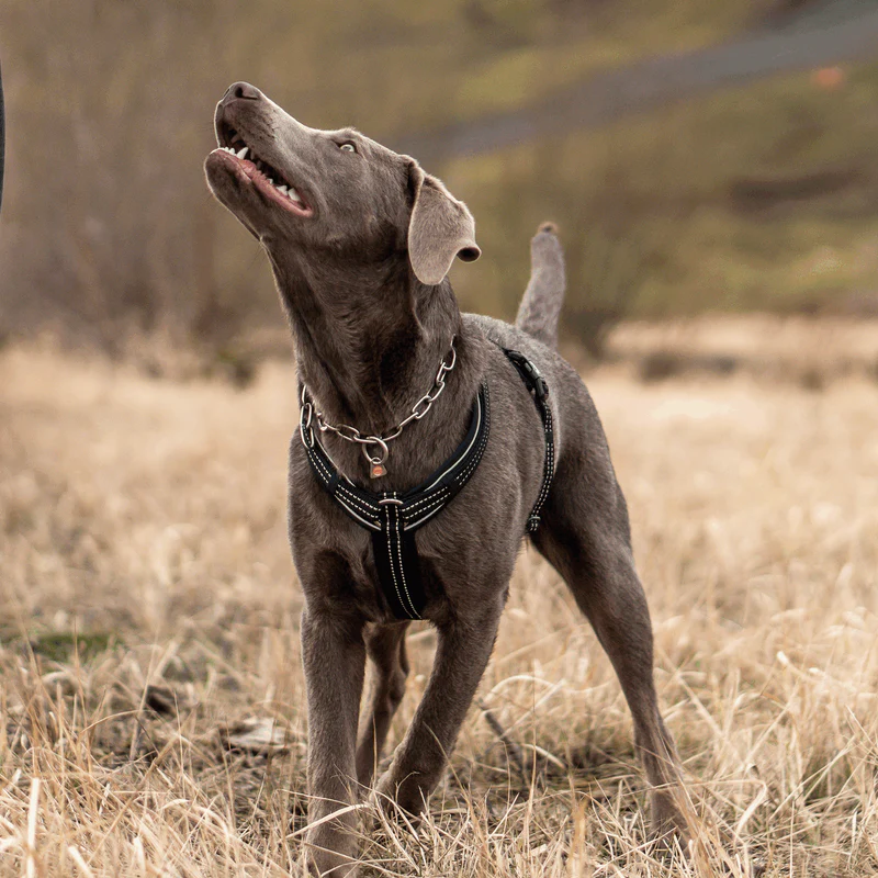 Sprenger Y-hundabeisli - Image 12