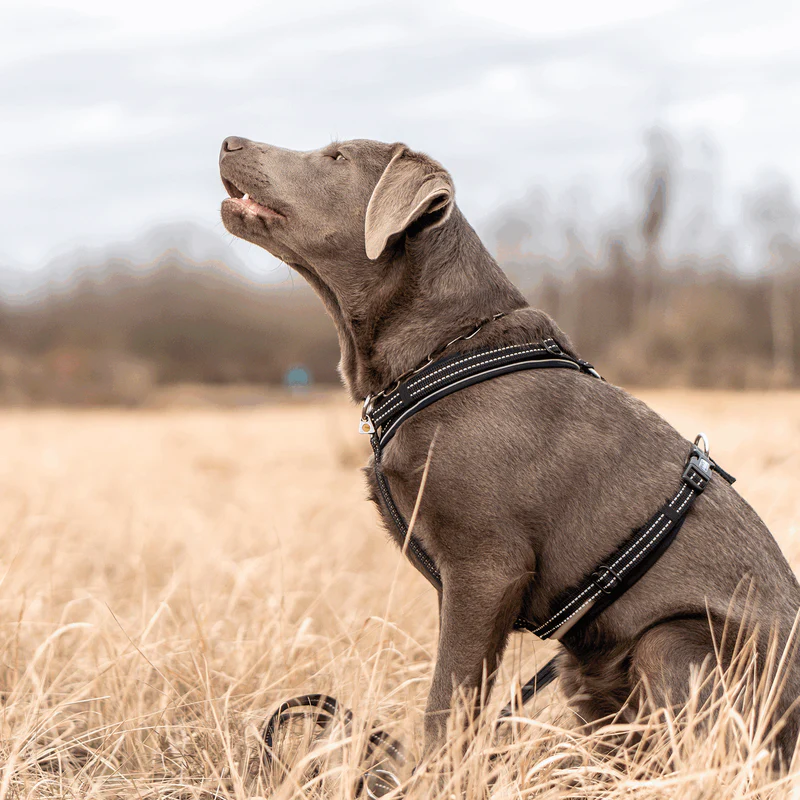 Sprenger Y-hundabeisli - Image 10