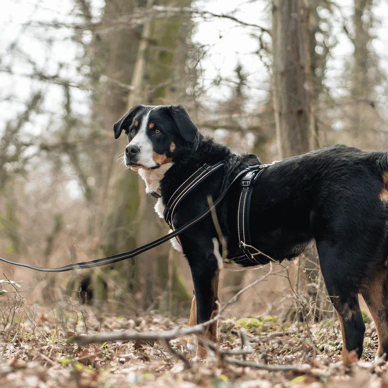 Sprenger Y-hundabeisli - Image 8