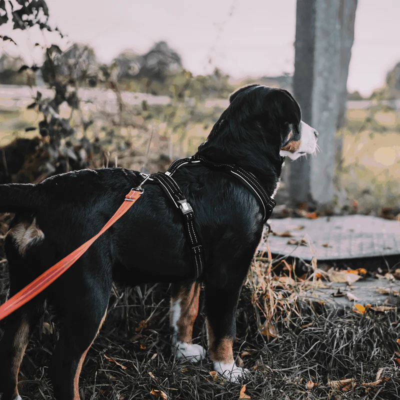 Sprenger Y-hundabeisli - Image 13