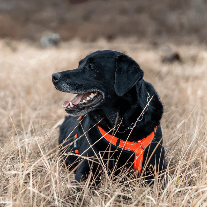 Sprenger Y-hundabeisli - Image 21