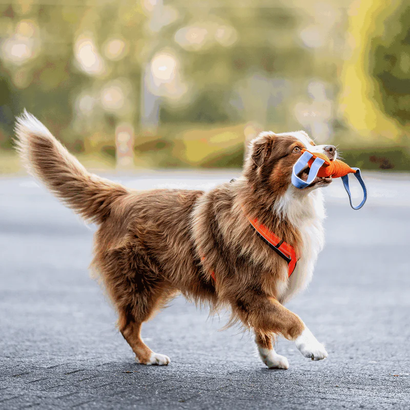 Sprenger Y-hundabeisli - Image 28