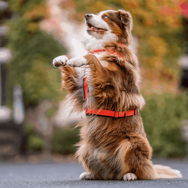 Sprenger Y-hundabeisli - Image 25