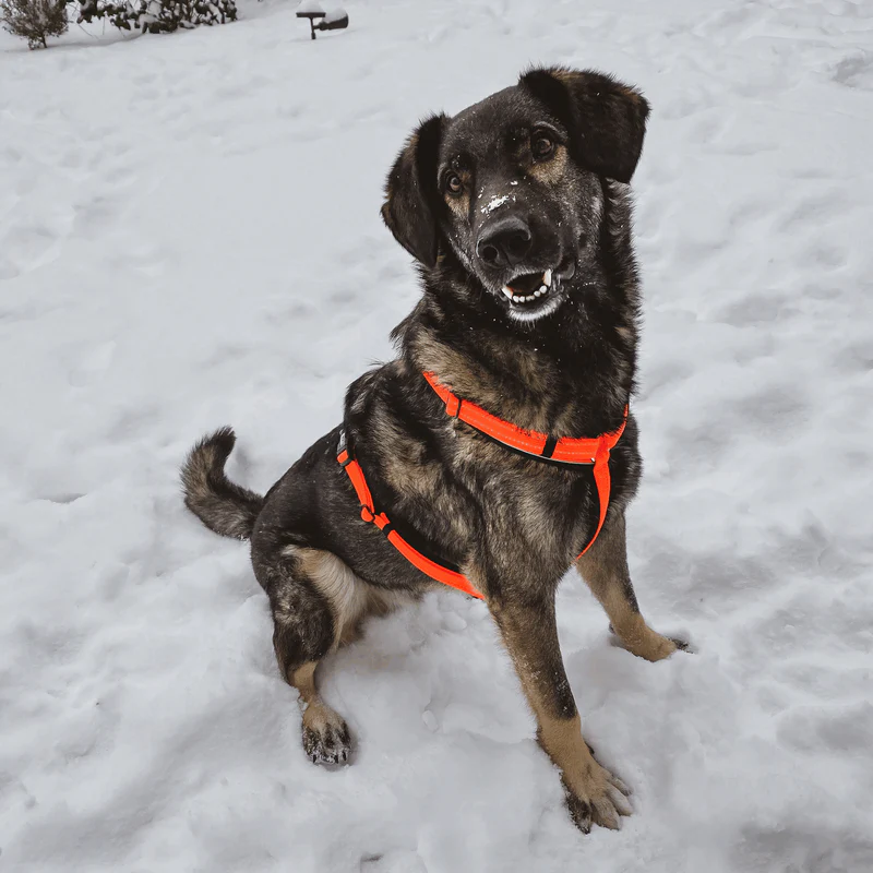 Sprenger Y-hundabeisli - Image 24