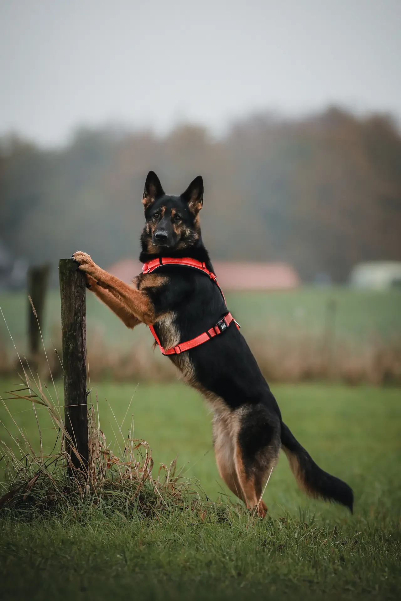 Sprenger Y-hundabeisli - Image 19