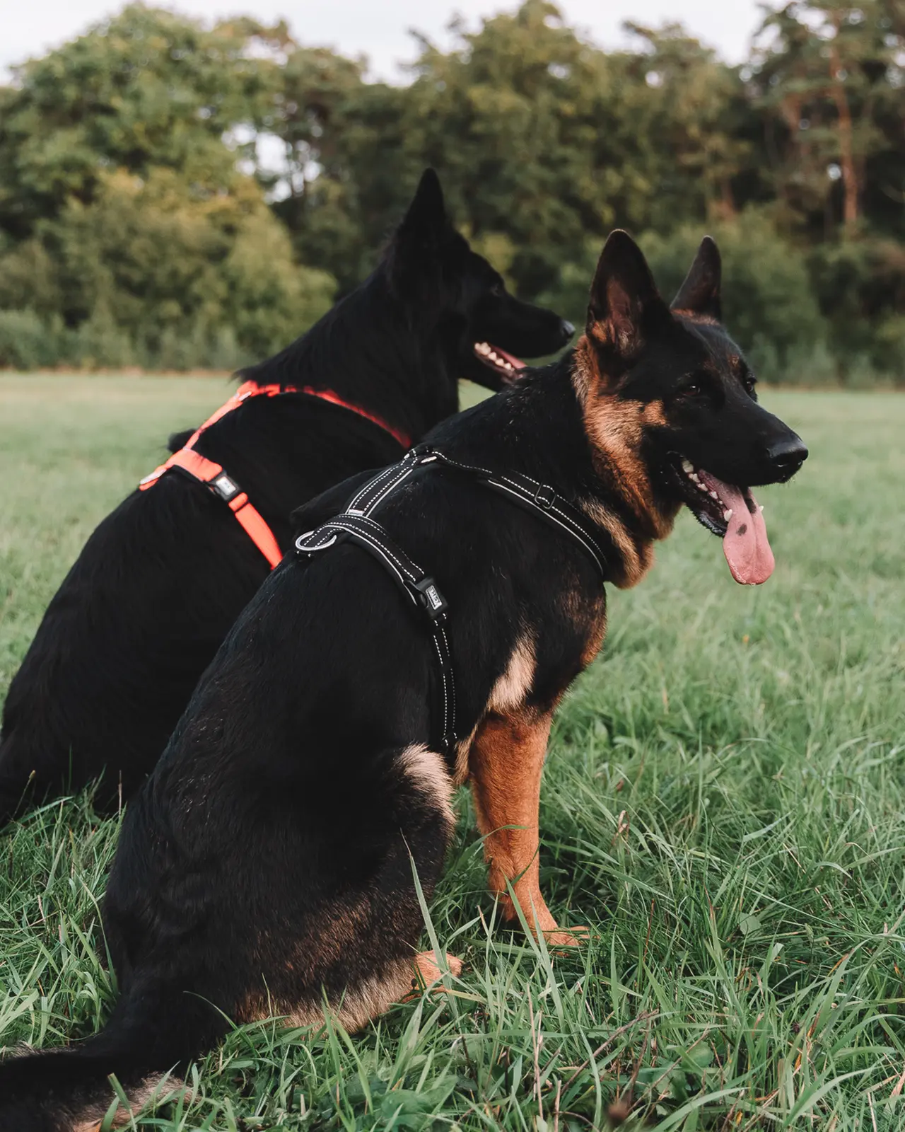 Sprenger Y-hundabeisli - Image 18