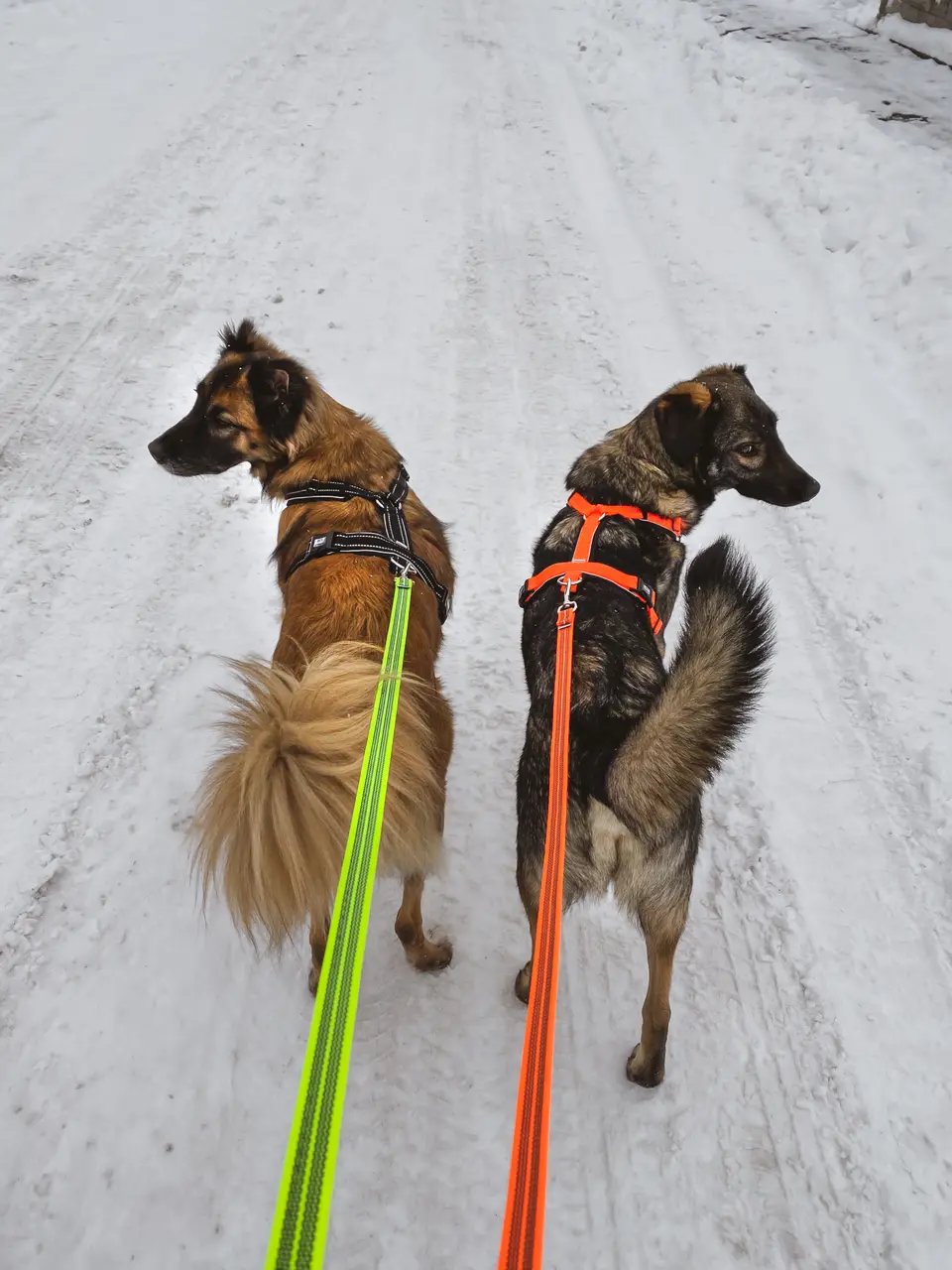 Sprenger Y-hundabeisli - Image 17